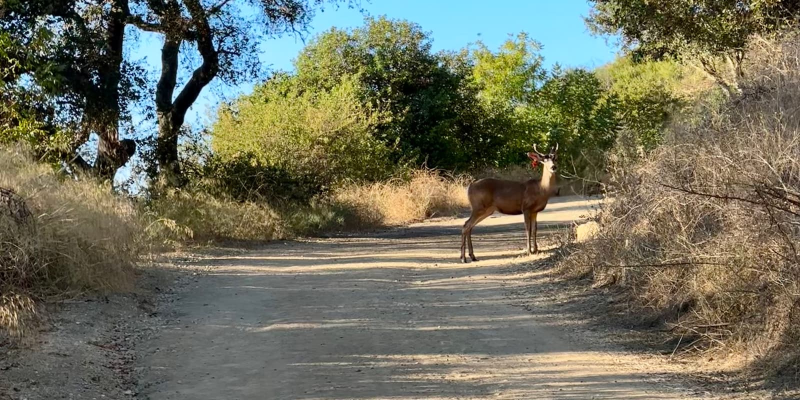 A young buck standing on a dirt trail under oak trees at golden hour, turned to look back down the path.